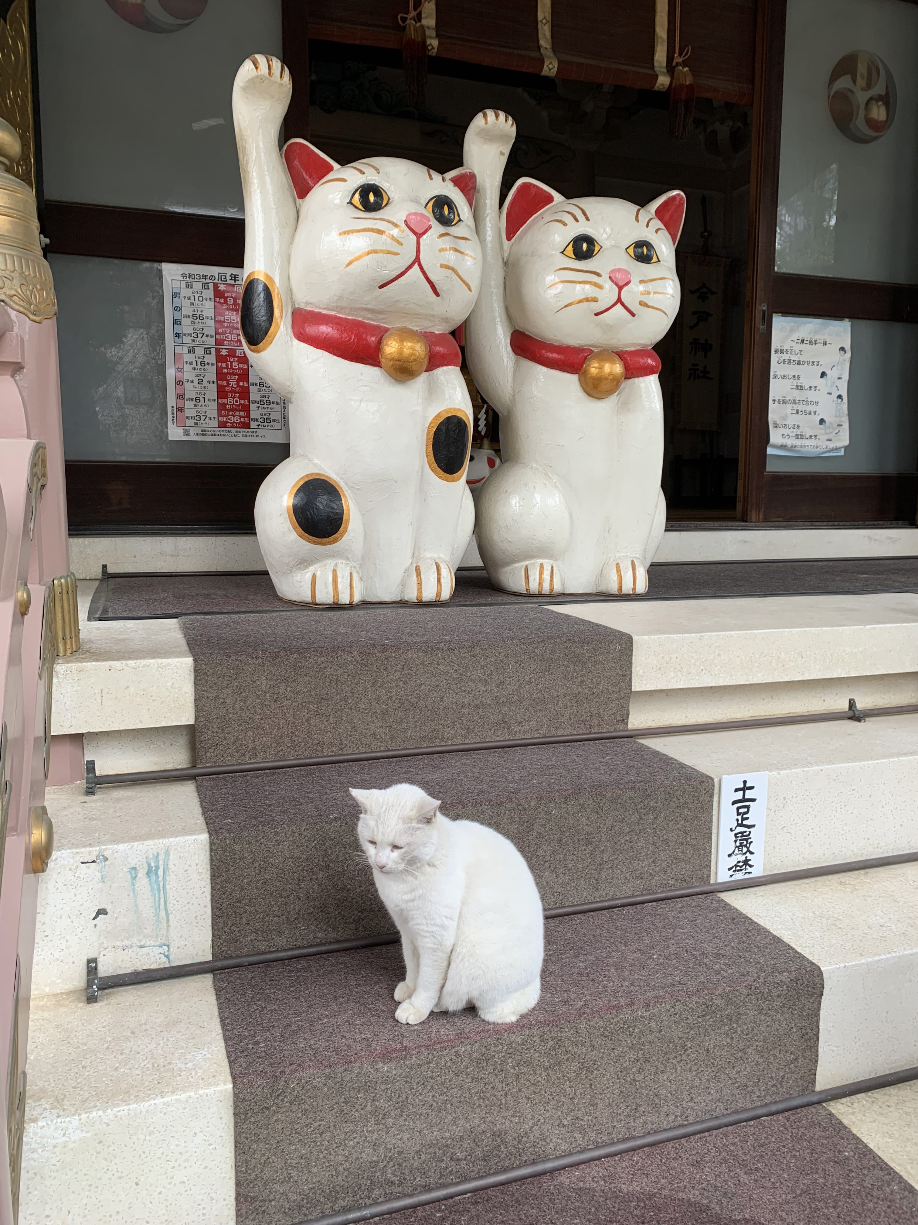 今戸神社 招き猫